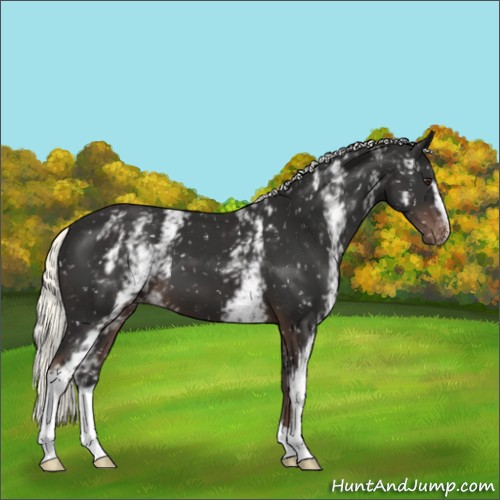 Horse Color:White Spotted Liver Chestnut Mushroom Appaloosa 