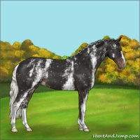 Horse Color:White Spotted Liver Chestnut Mushroom Appaloosa 