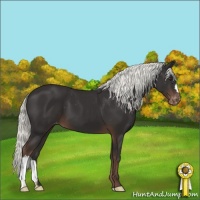 Horse Color:Liver Chestnut Mushroom Varnish