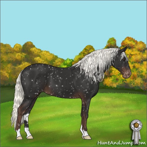 Horse Color:Liver Chestnut Appaloosa