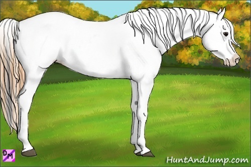 Horse Color:Smoky Grullo Splash Appaloosa