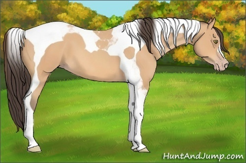 Horse Color:Amber Champagne Tobiano