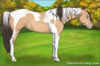 Horse Color:Amber Champagne Tobiano 