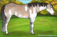 Horse Color:Bay Dun Splash 