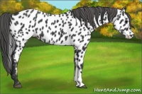 Horse Color:Black Appaloosa