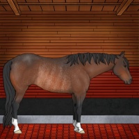 Horse Color:Bay Rabicano 