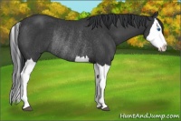 Horse Color:Black Splash Rabicano