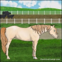 Horse Color:Buckskin Pearl 