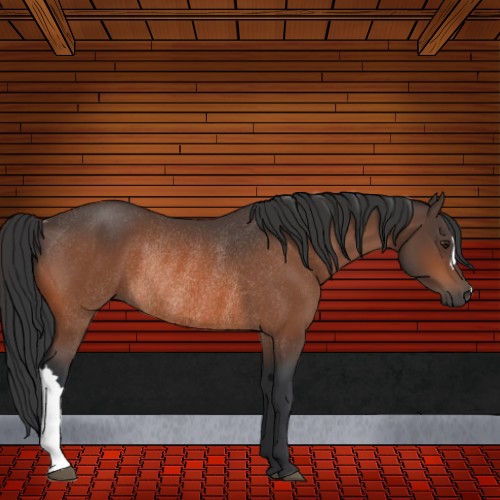 Horse Color:Bay Rabicano 