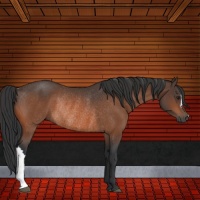 Horse Color:Bay Rabicano 
