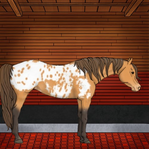 Horse Color:Buckskin Blanket Rabicano 