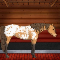 Horse Color:Buckskin Blanket Rabicano 