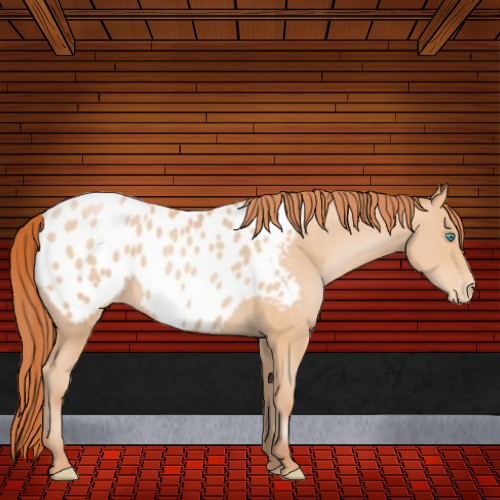 Horse Color:Buckskin Pearl Sabino Near Leopard
