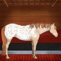 Horse Color:Buckskin Pearl Sabino Near Leopard