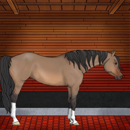 Horse Color:Bay Dun