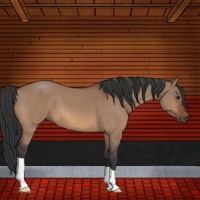 Horse Color:Bay Dun