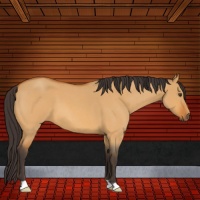 Horse Color:Buckskin Roan Dun