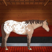 Horse Color:Amber Champagne Appaloosa 