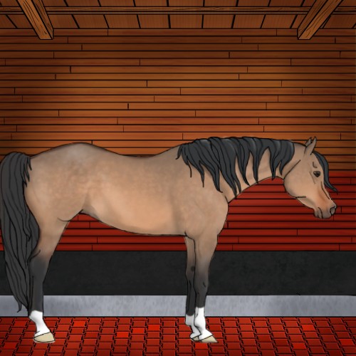Horse Color:Brown Dun 