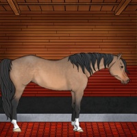 Horse Color:Brown Dun