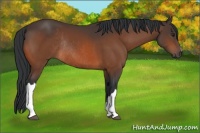 Horse Color:Bay Rabicano 