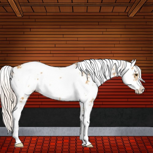 Horse Color:Silver Buckskin Dun Sabino 