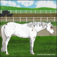 Horse Color:Silver Brown Sabino 