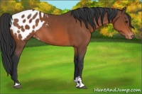 Horse Color:Bay Sabino Appaloosa 