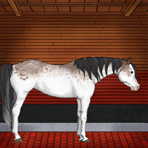 Horse Color:White Spotted Bay Splash Rabicano 