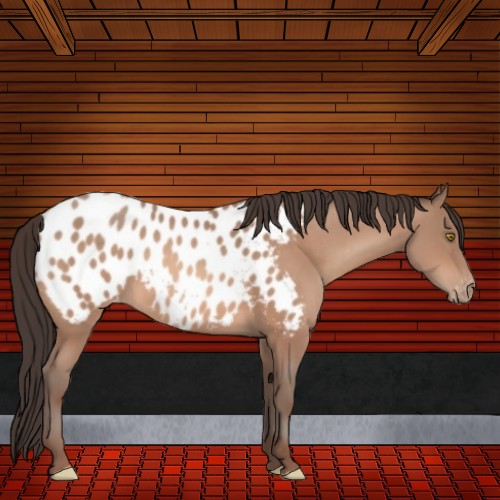 Horse Color:Amber Champagne Sabino Appaloosa Rabicano 