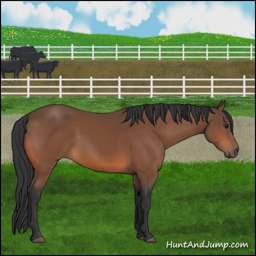 Horse Color:Bay 
