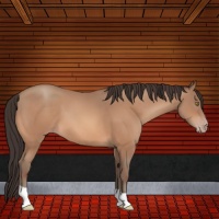 Horse Color:Amber Champagne 
