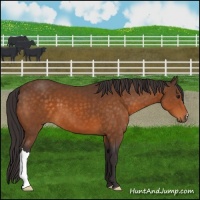 Horse Color:Buckskin 