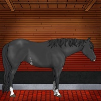 Horse Color:Black Sabino Rabicano 