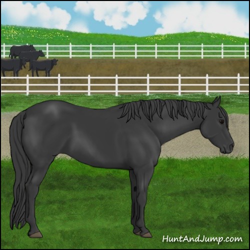 Horse Color:Black Sabino