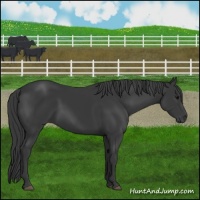 Horse Color:Black Sabino 