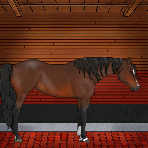 Horse Color:Gray Bay Sabino Rabicano 