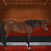 Horse Color:Gray Bay Sabino Rabicano