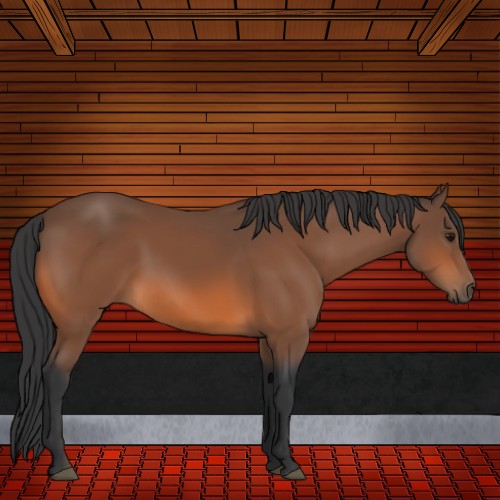 Horse Color:Bay Sabino 