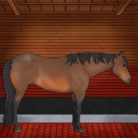 Horse Color:Bay Sabino