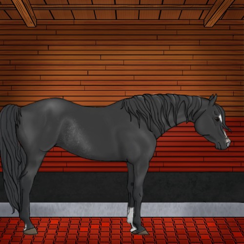 Horse Color:Black Sabino Rabicano 