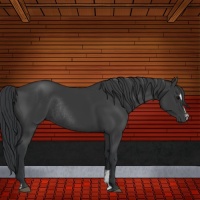 Horse Color:Black Sabino Rabicano 