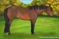 Horse Color:Bay Rabicano 