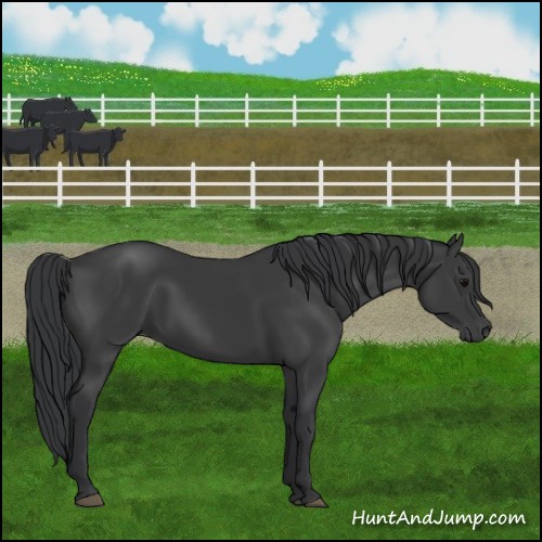 Horse Color:Black 