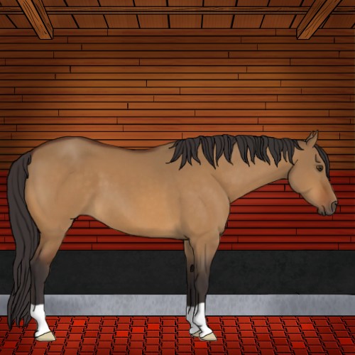 Horse Color:Buckskin Dun 