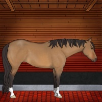 Horse Color:Buckskin Dun 