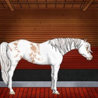 Horse Color:Silver Sable Champagne Sabino 