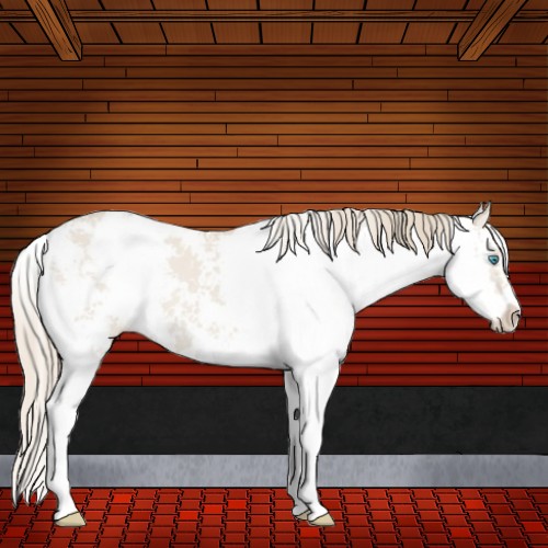 Horse Color:Smoky Creme Dun Sabino 
