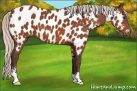 Horse Color:Silver Bay Sabino Appaloosa 