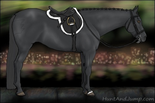 Horse Color:Black 